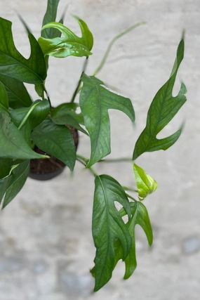 Epipremnum pinnatum 'Baltic Blue' 6" medium flower pot  