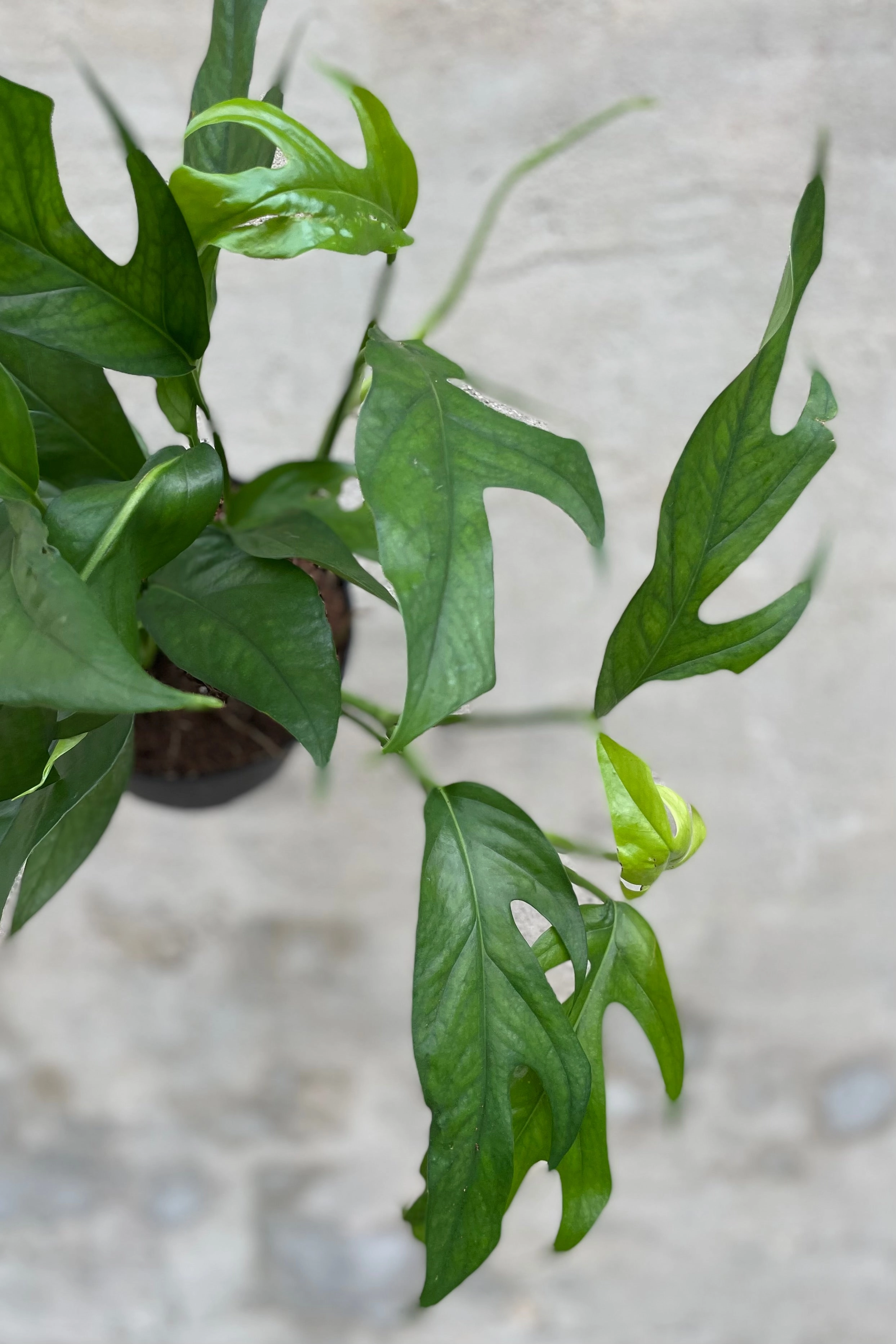 Epipremnum pinnatum 'Baltic Blue' 6" medium flower pot  