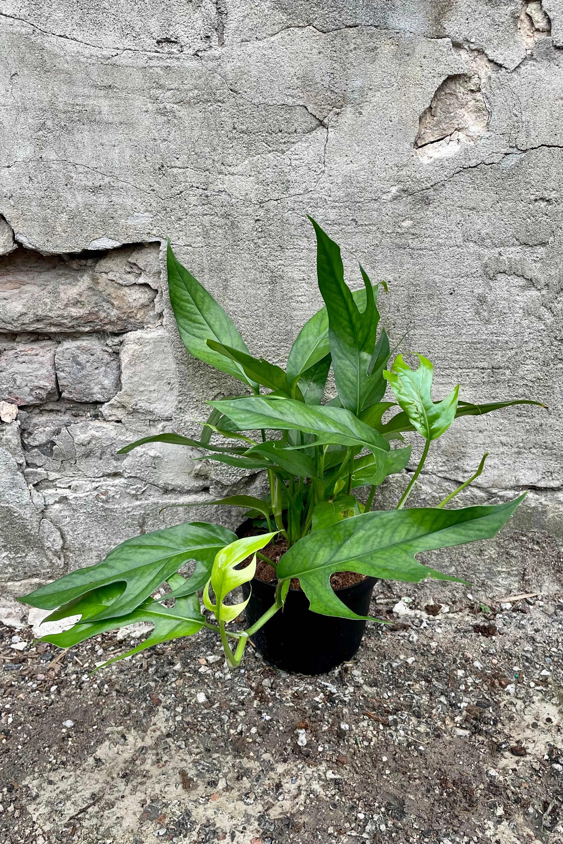 Epipremnum pinnatum 'Baltic Blue' 6"