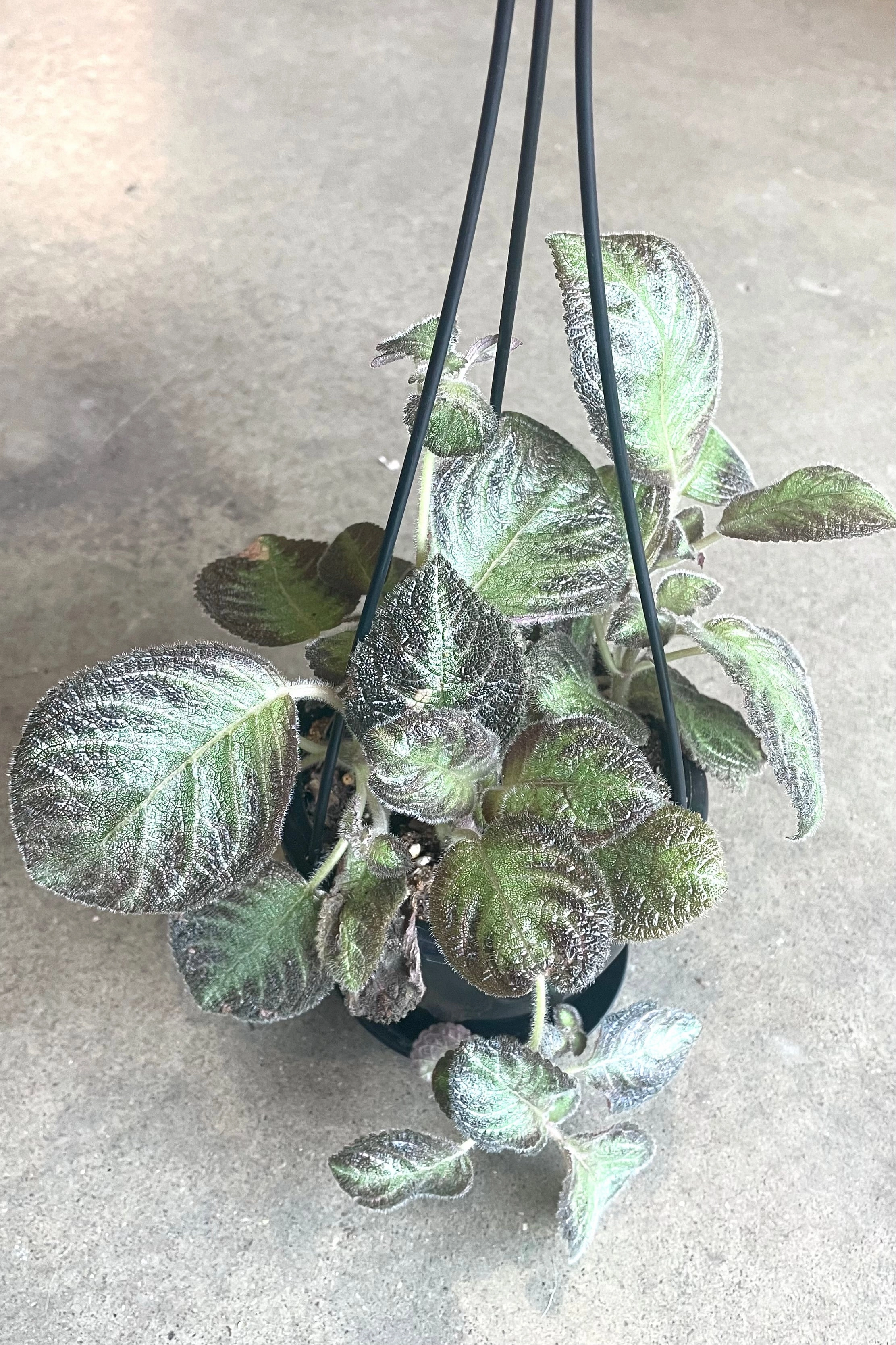 Episcia 4.5" hanging basket