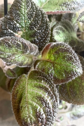 Episcia 4.5" hanging basket medium flower pot  