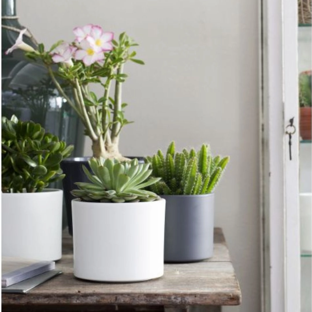 Era Pot Round White plant seeds  