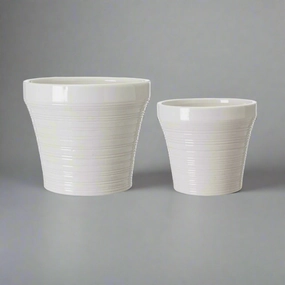 Erika Pot White plant seeds  