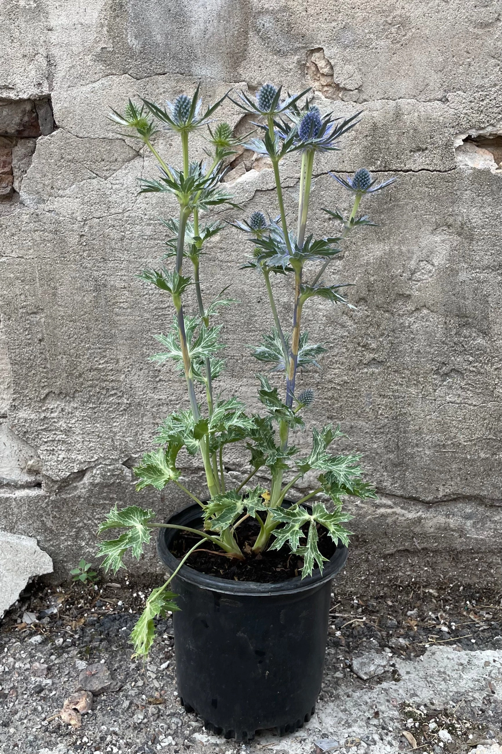 Eryngium 'Big Blue' #1