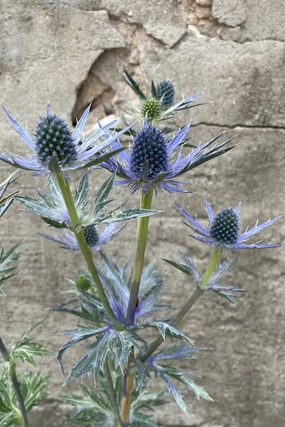 Eryngium 'Big Blue' #1 decorative flowerpot  