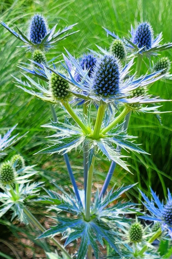 Eryngium 'Big Blue' #1