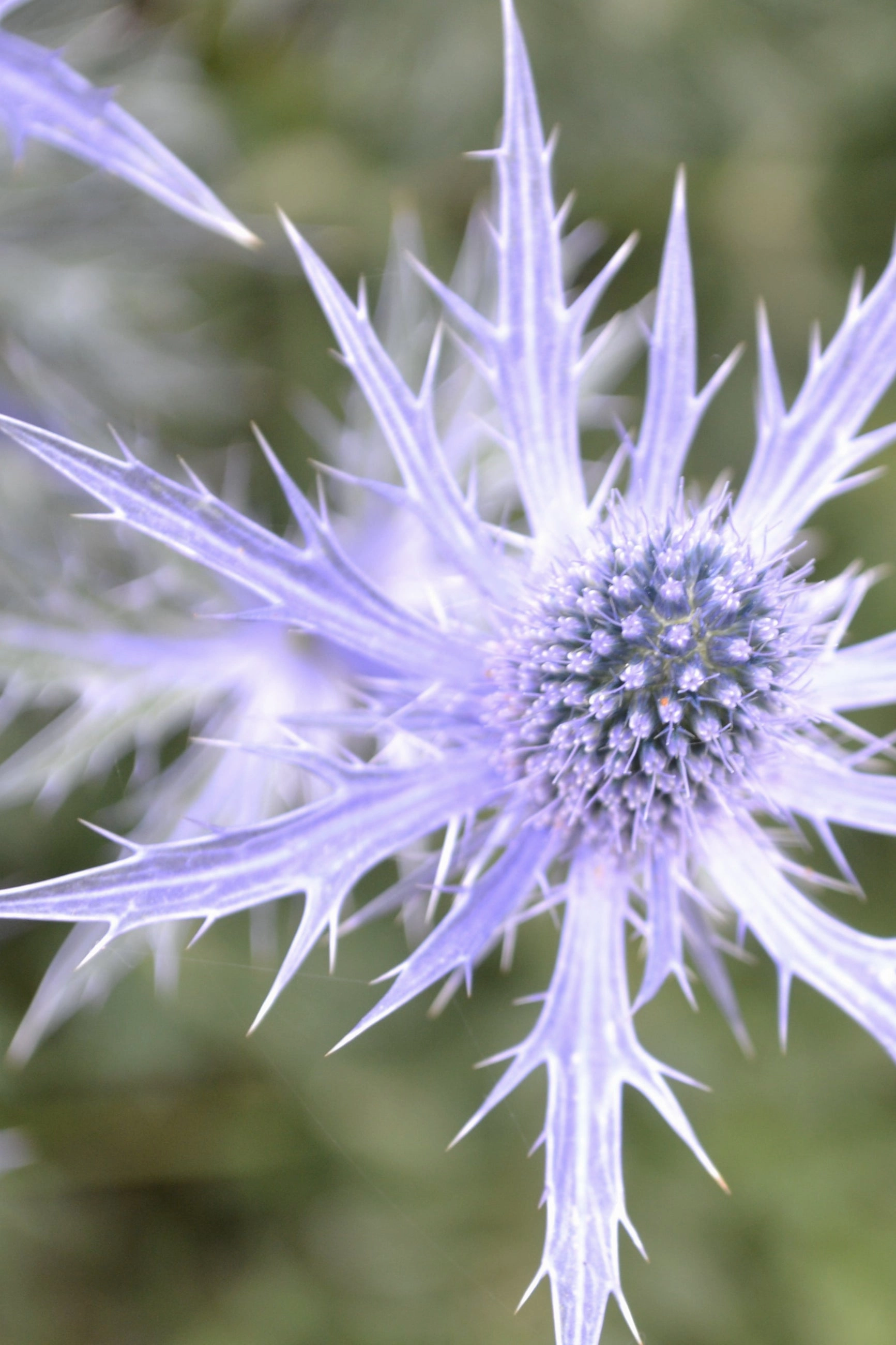 Eryngium 'Big Blue' #1
