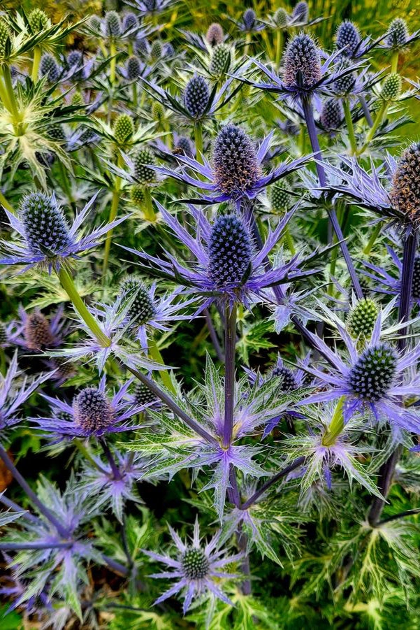 Eryngium 'Big Blue' #1