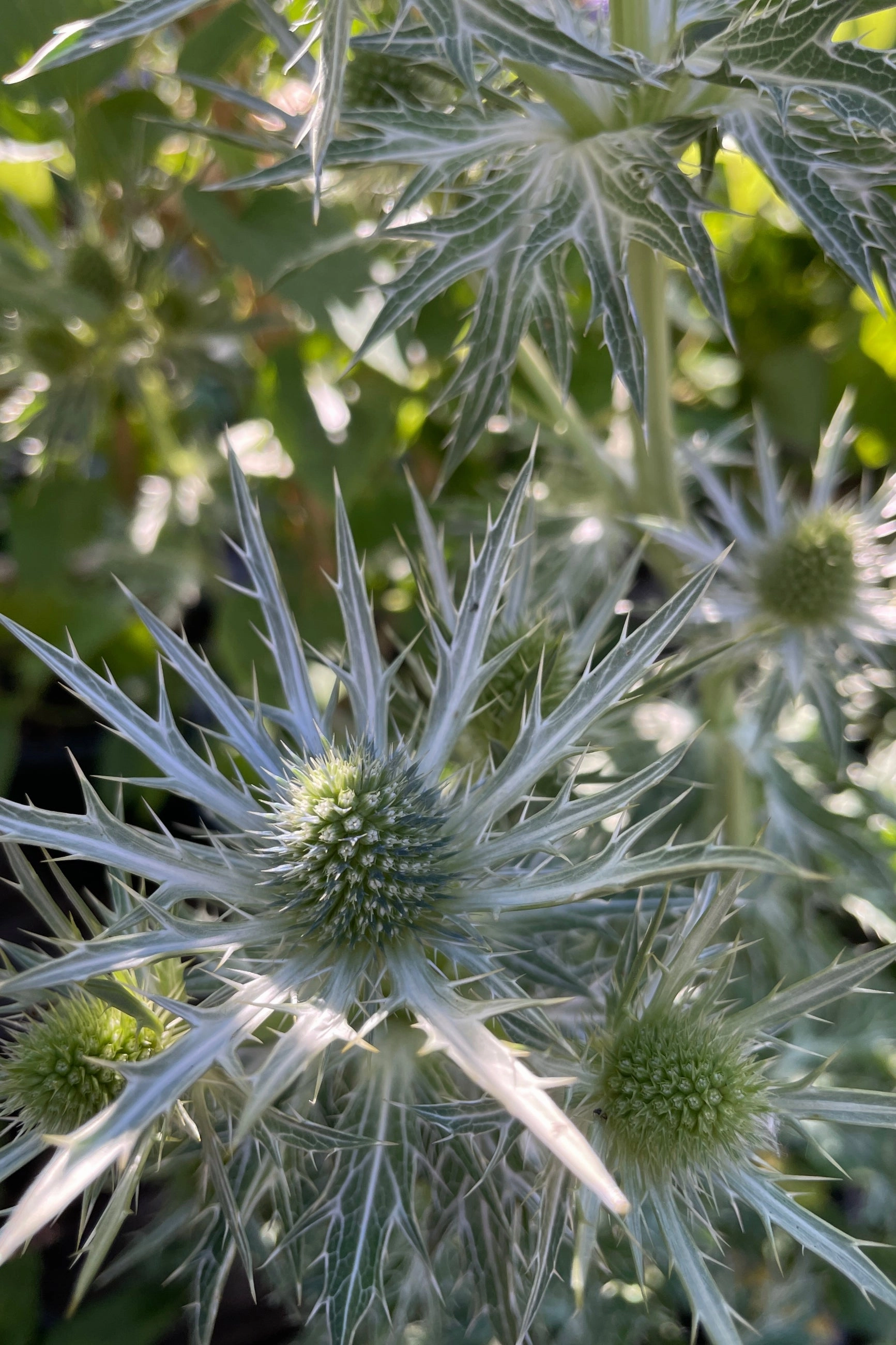 Eryngium 'Big Blue' #1