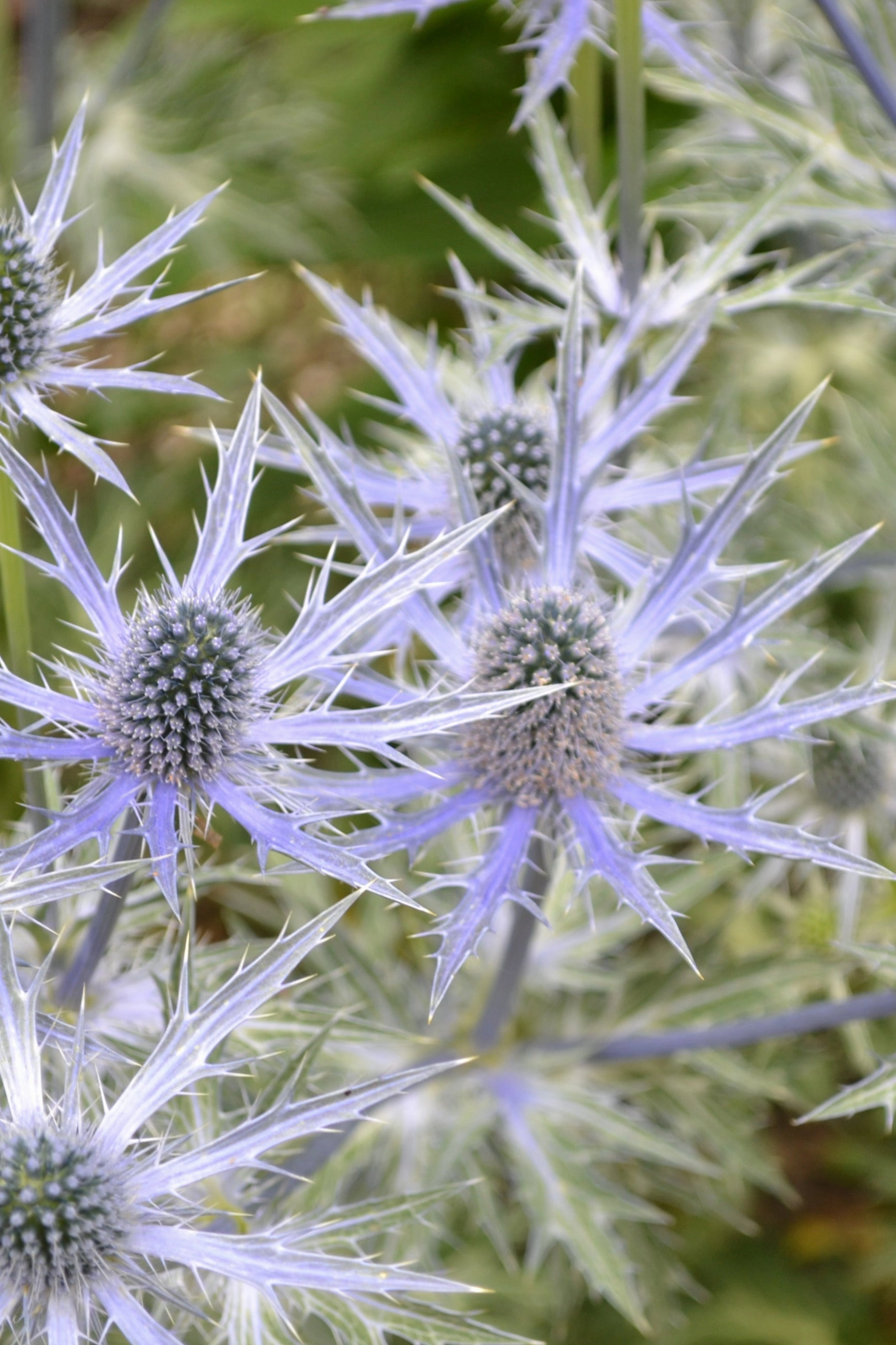 Eryngium 'Big Blue' #1