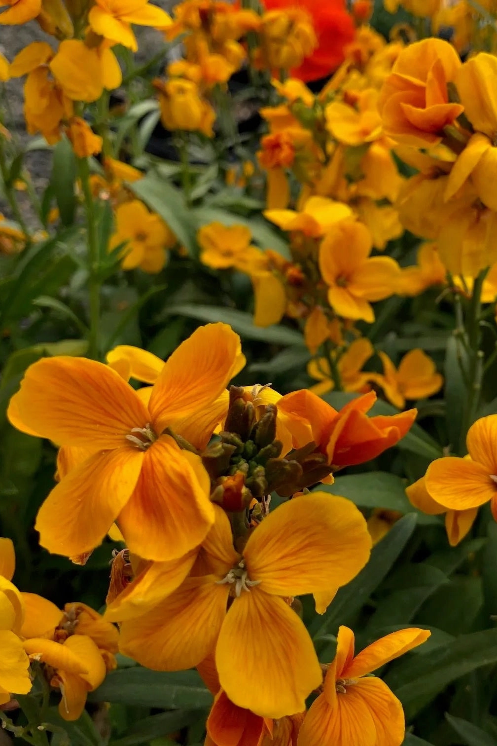 Erysimum (assorted) 4.5"