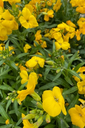 Erysimum (assorted) 4.5" decorative flowerpot  