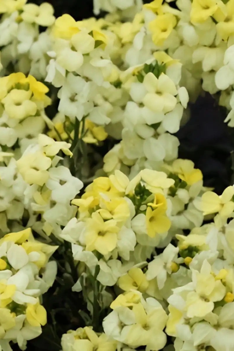 Erysimum (assorted) 4.5"