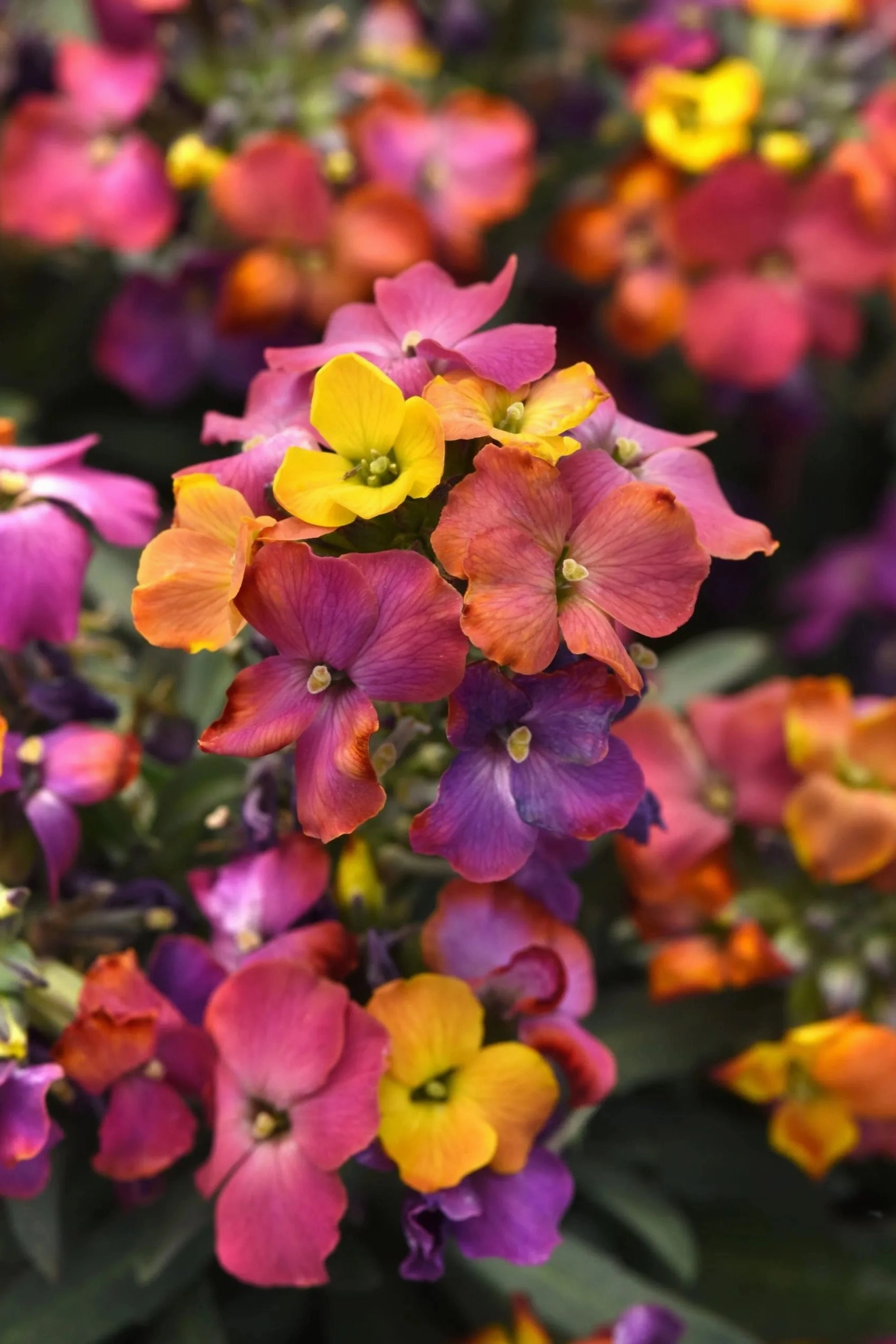 Erysimum (assorted) 4.5"