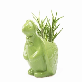 Ethel the Turtle Pot plant seeds  