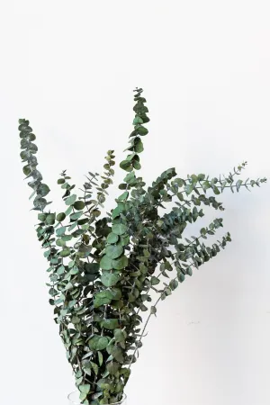Eucalyptus Baby Natural Blue Color Preserved Bunch indoor houseplants  