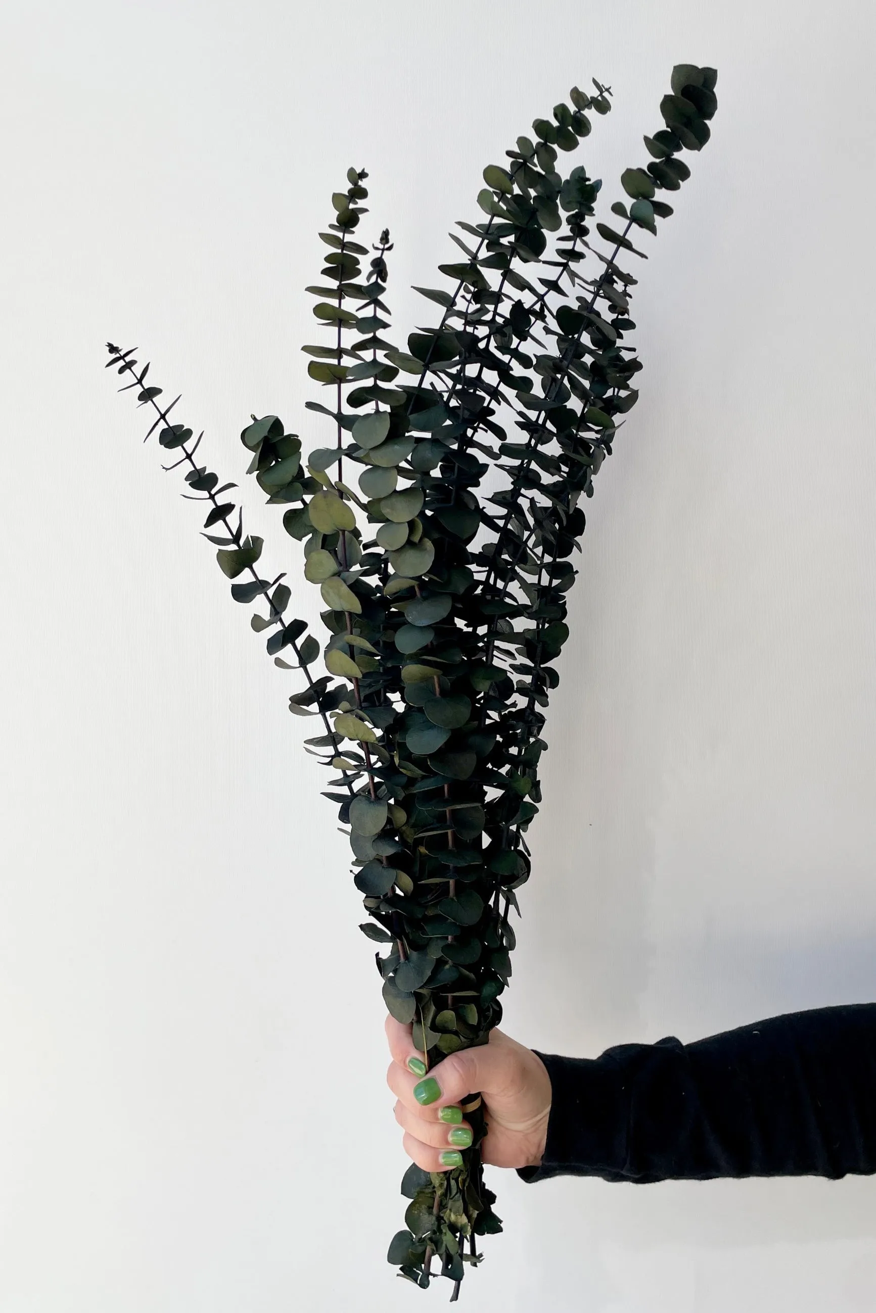 Eucalyptus Baby Natural Green Preserved Bunch indoor houseplants  