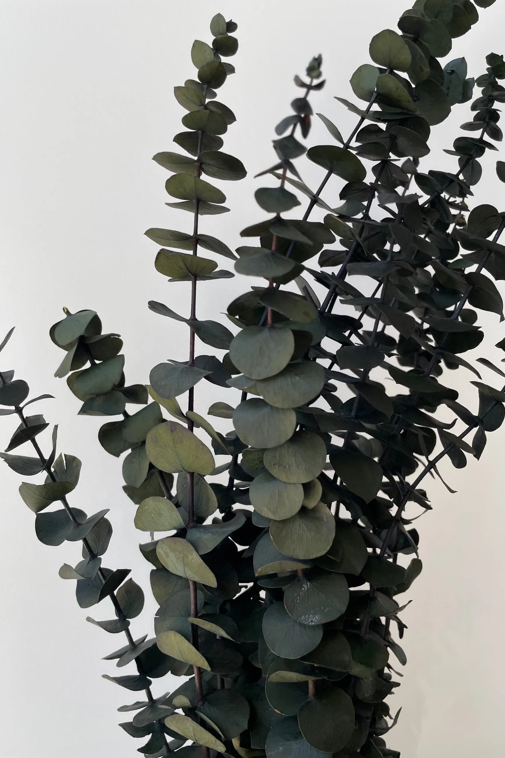 Eucalyptus Baby Natural Green Preserved Bunch