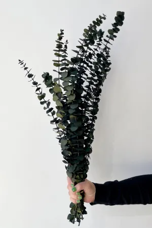 Eucalyptus Baby Natural Green Preserved Bunch indoor houseplants  