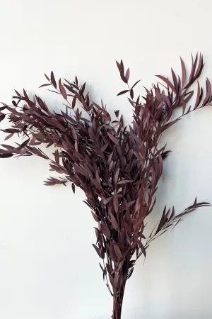 Eucalyptus Parvifolia Burgundy Color Preserved Bunch indoor houseplants  