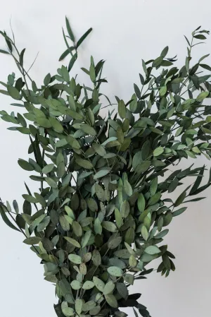 Eucalyptus Parvifolia Natural Color Preserved Bunch indoor houseplants  