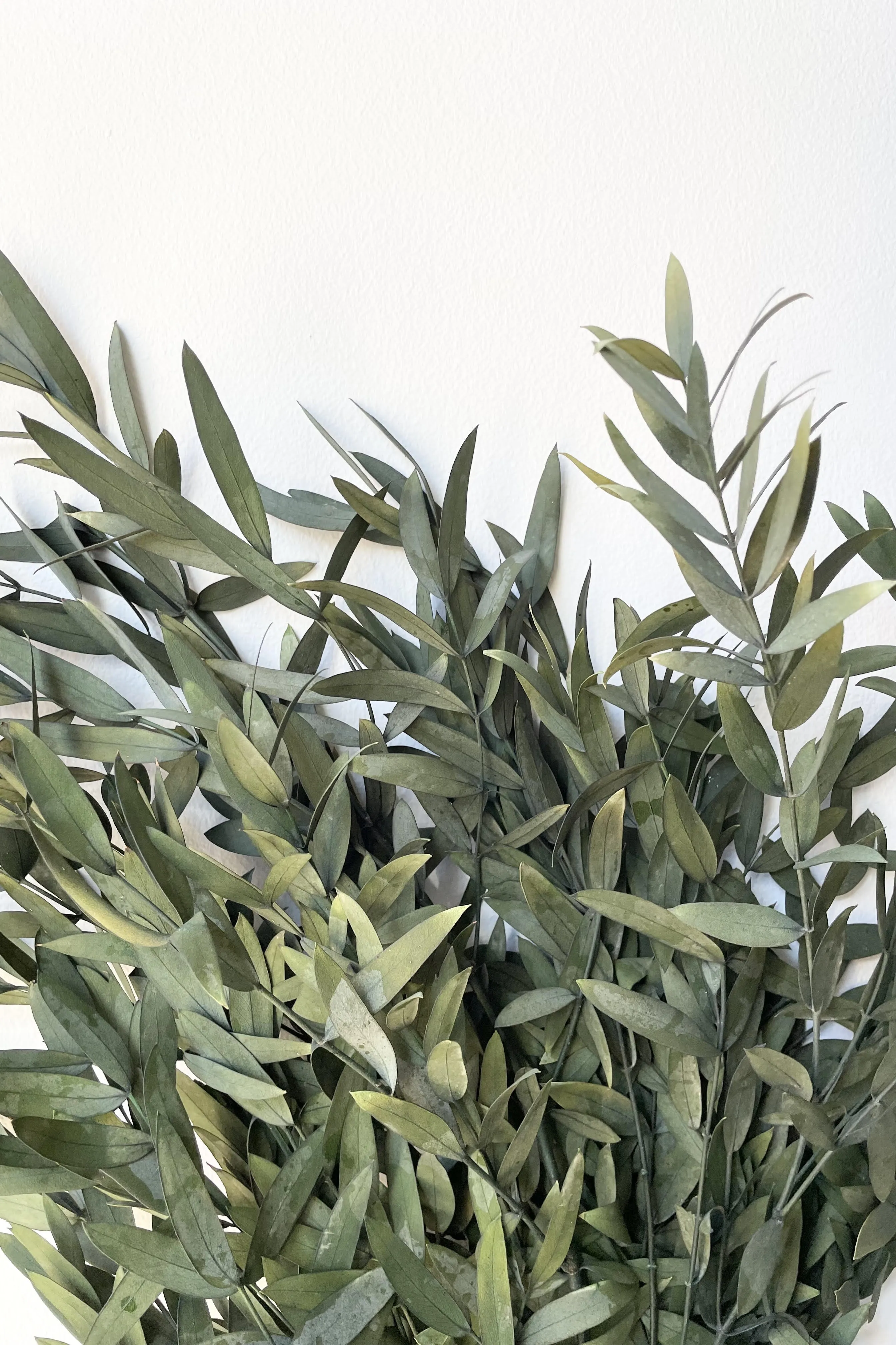 Eucalyptus Parvifolia Natural Color Preserved Bunch