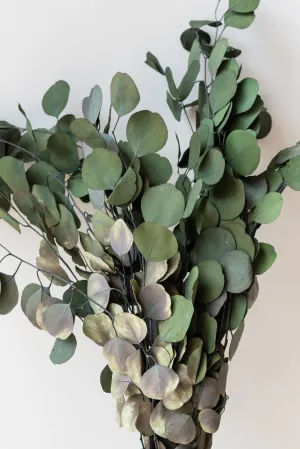 Eucalyptus Populus Natural Color Preserved Bunch indoor houseplants  