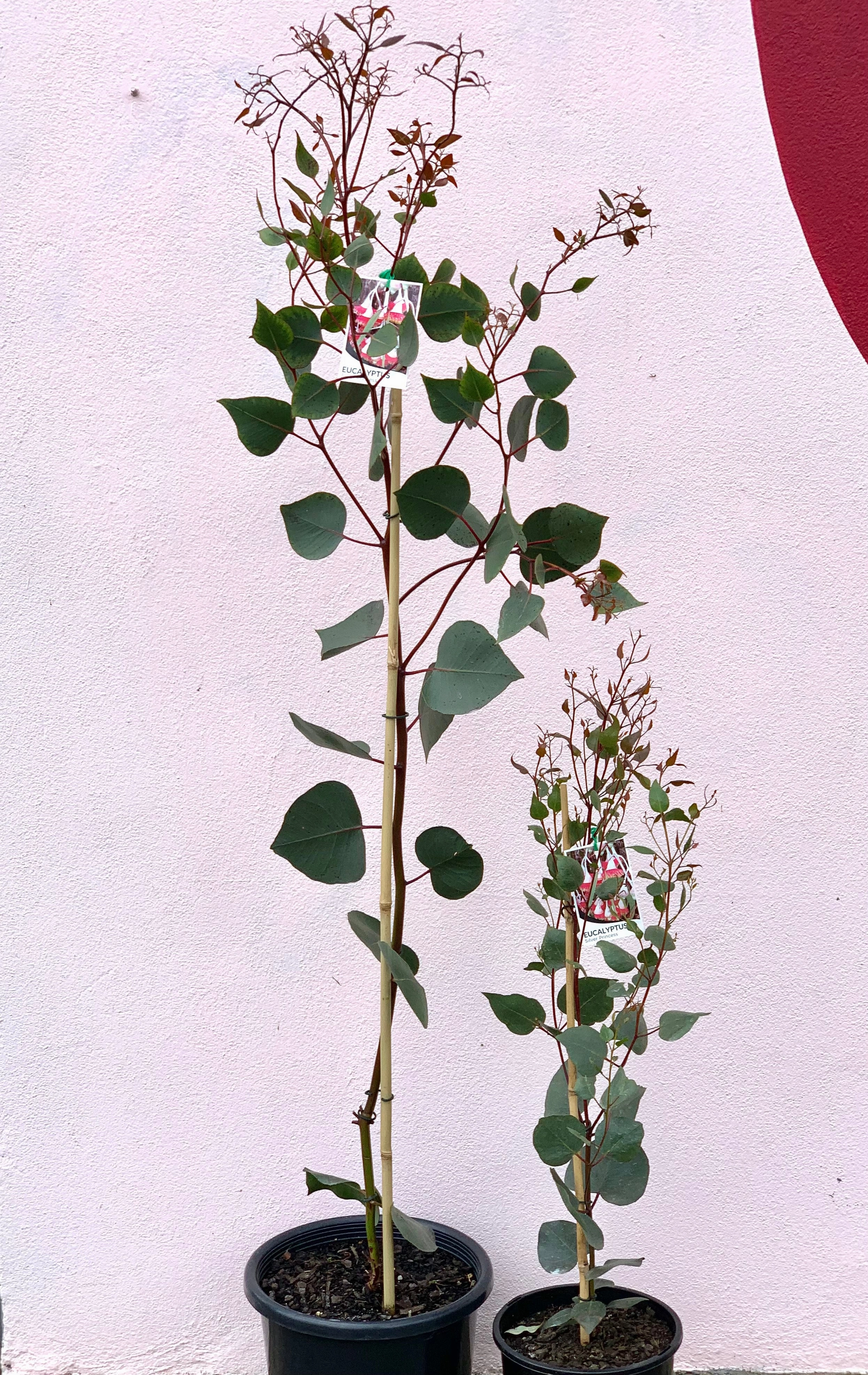 Eucalyptus caesia Silver Princess small flower pot  