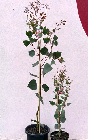 Eucalyptus caesia Silver Princess small flower pot  