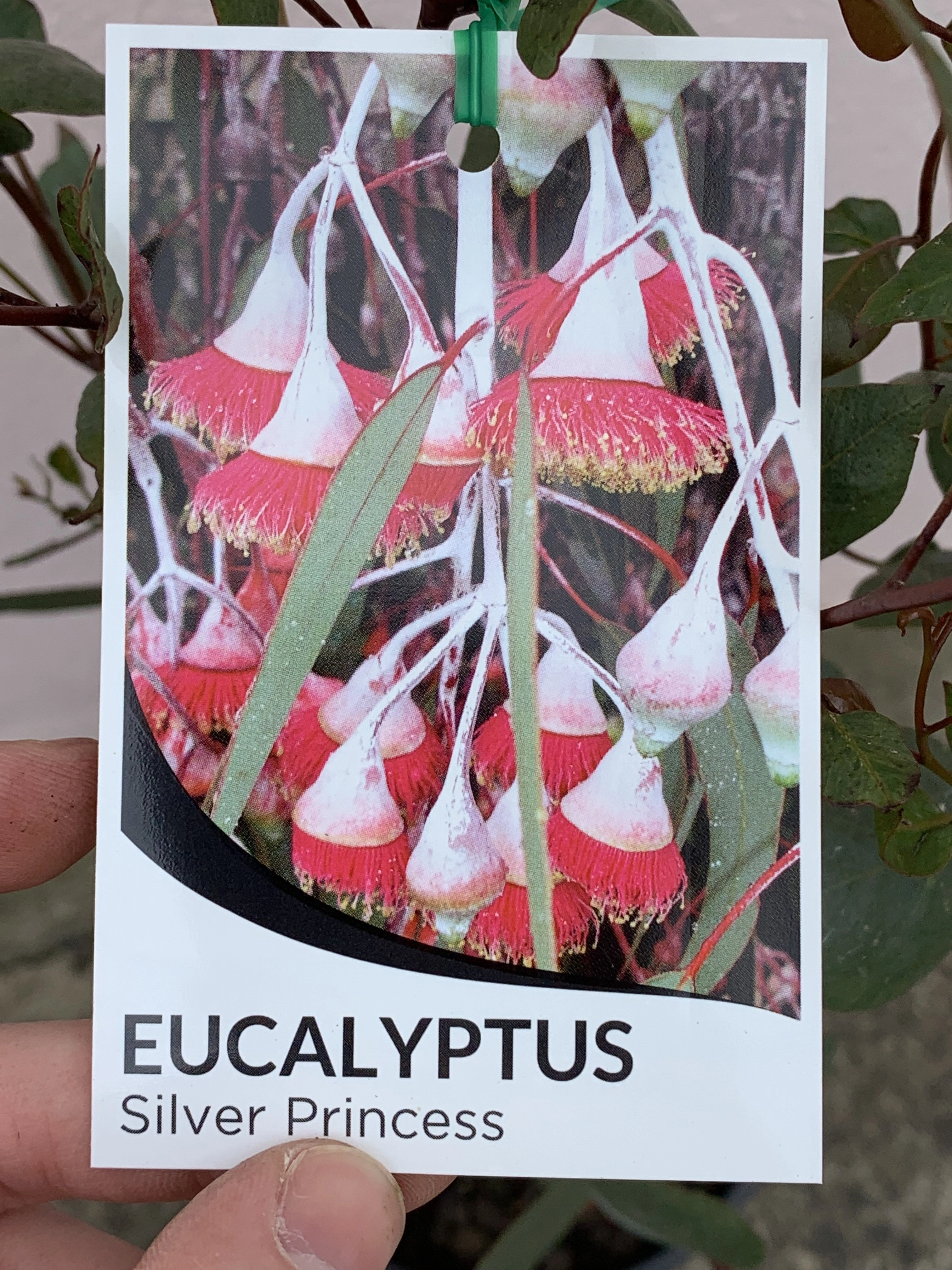 Eucalyptus caesia Silver Princess