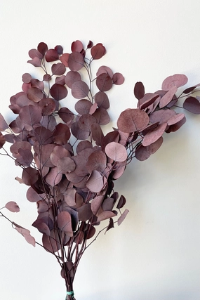 Eucalyptus Populus Burgundy Color Preserved Bunch indoor houseplants  