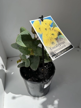Eucalyptus pressiana small flower pot  