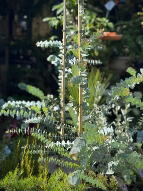 Eucalyptus pulverulenta 'Baby Blue' small flower pot  