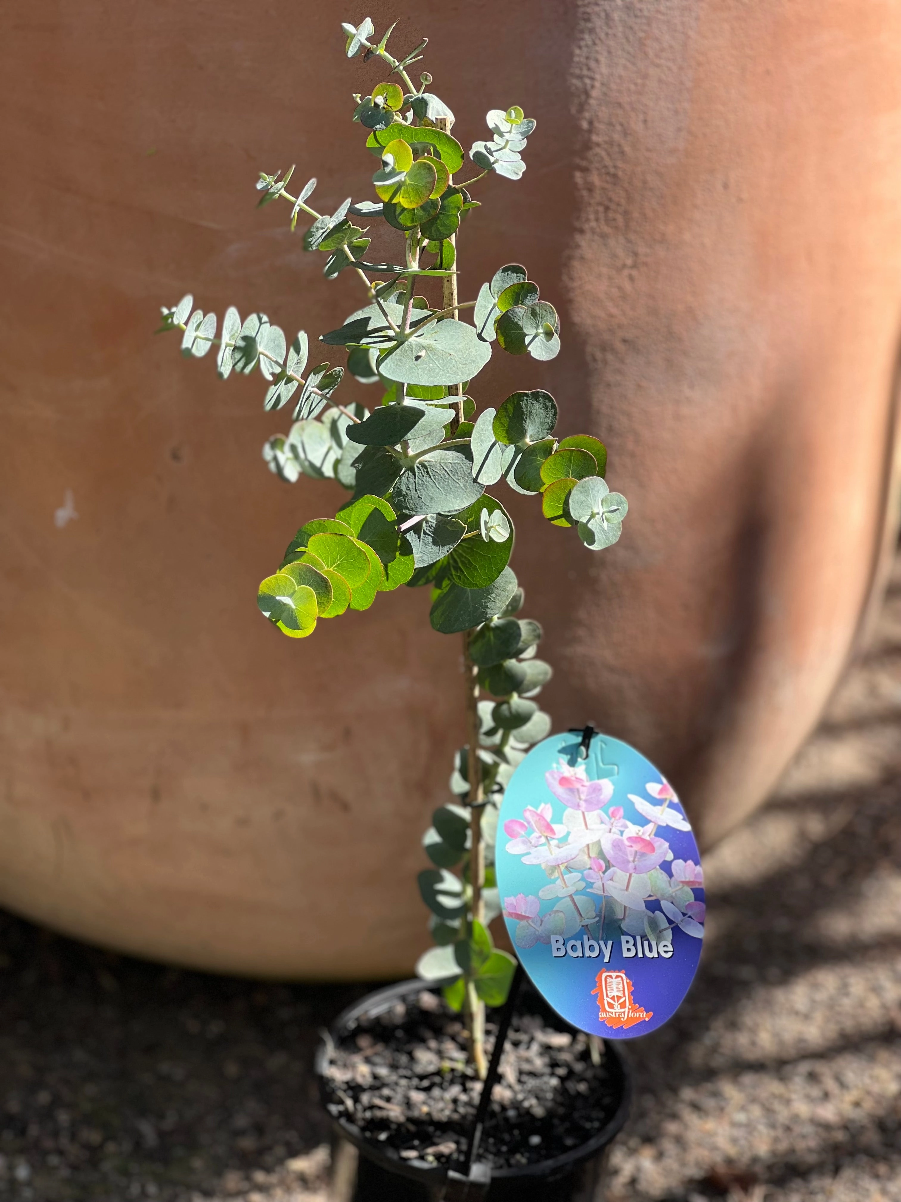 Eucalyptus pulverulenta 'Baby Blue'