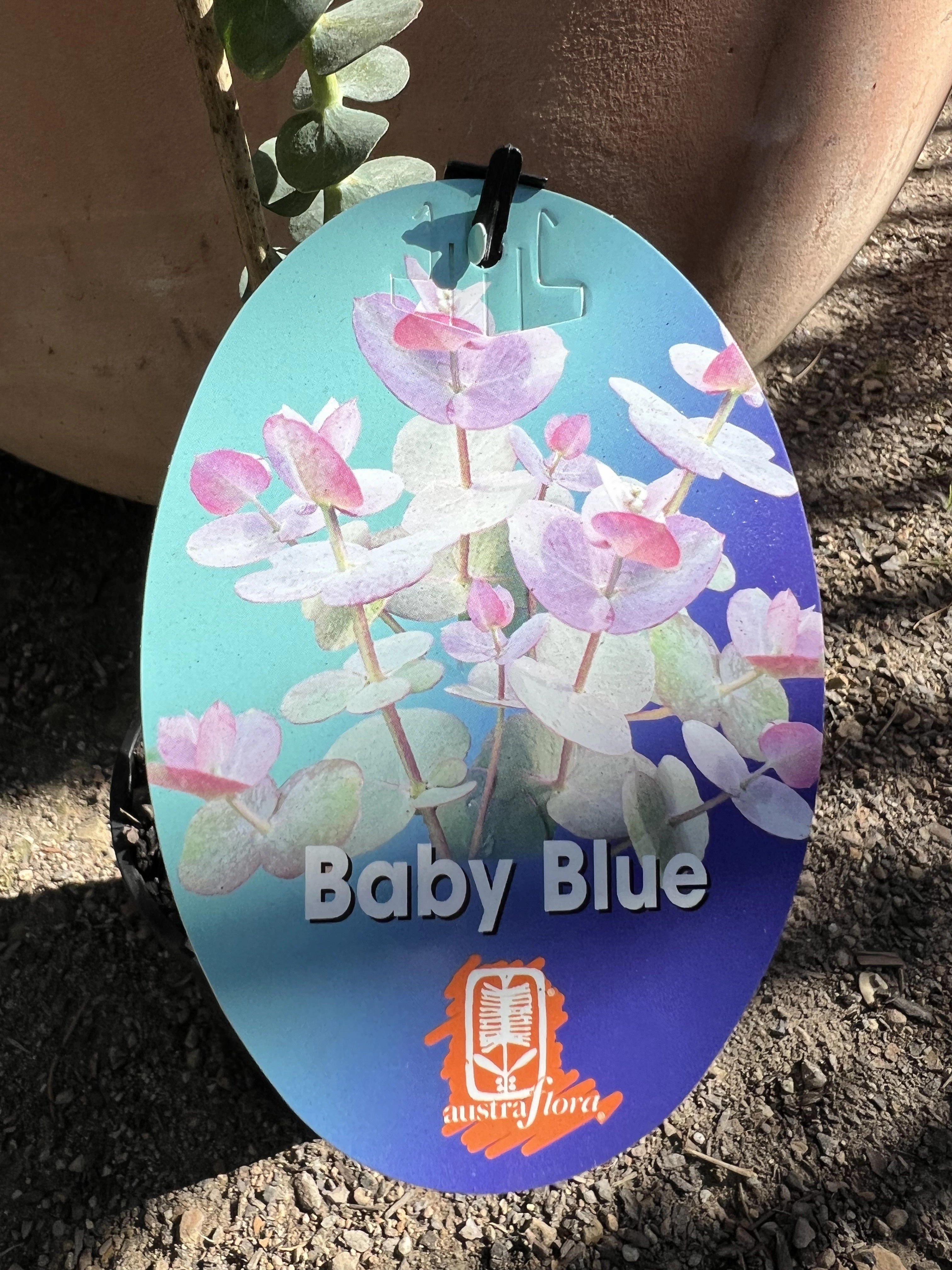 Eucalyptus pulverulenta 'Baby Blue'