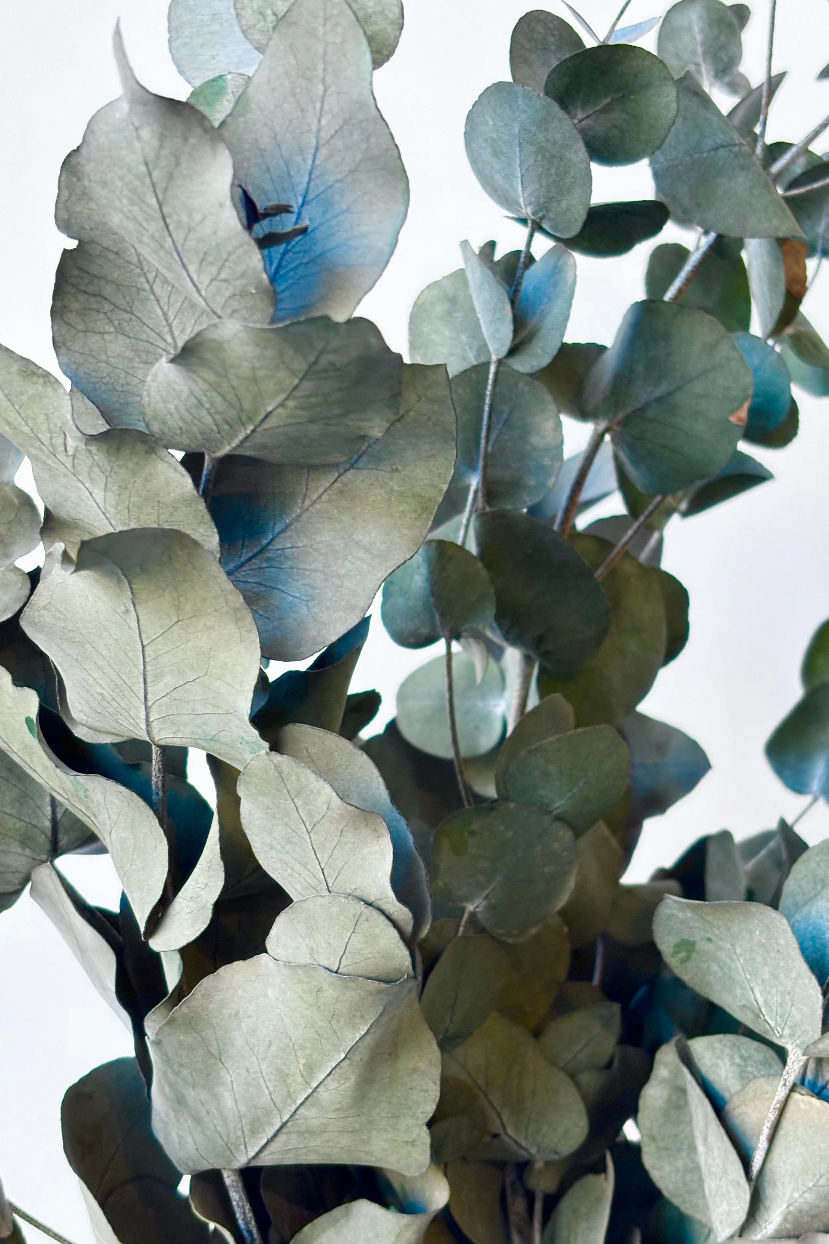 Eucalyptus Spiral Blue Color Preserved Bunch
