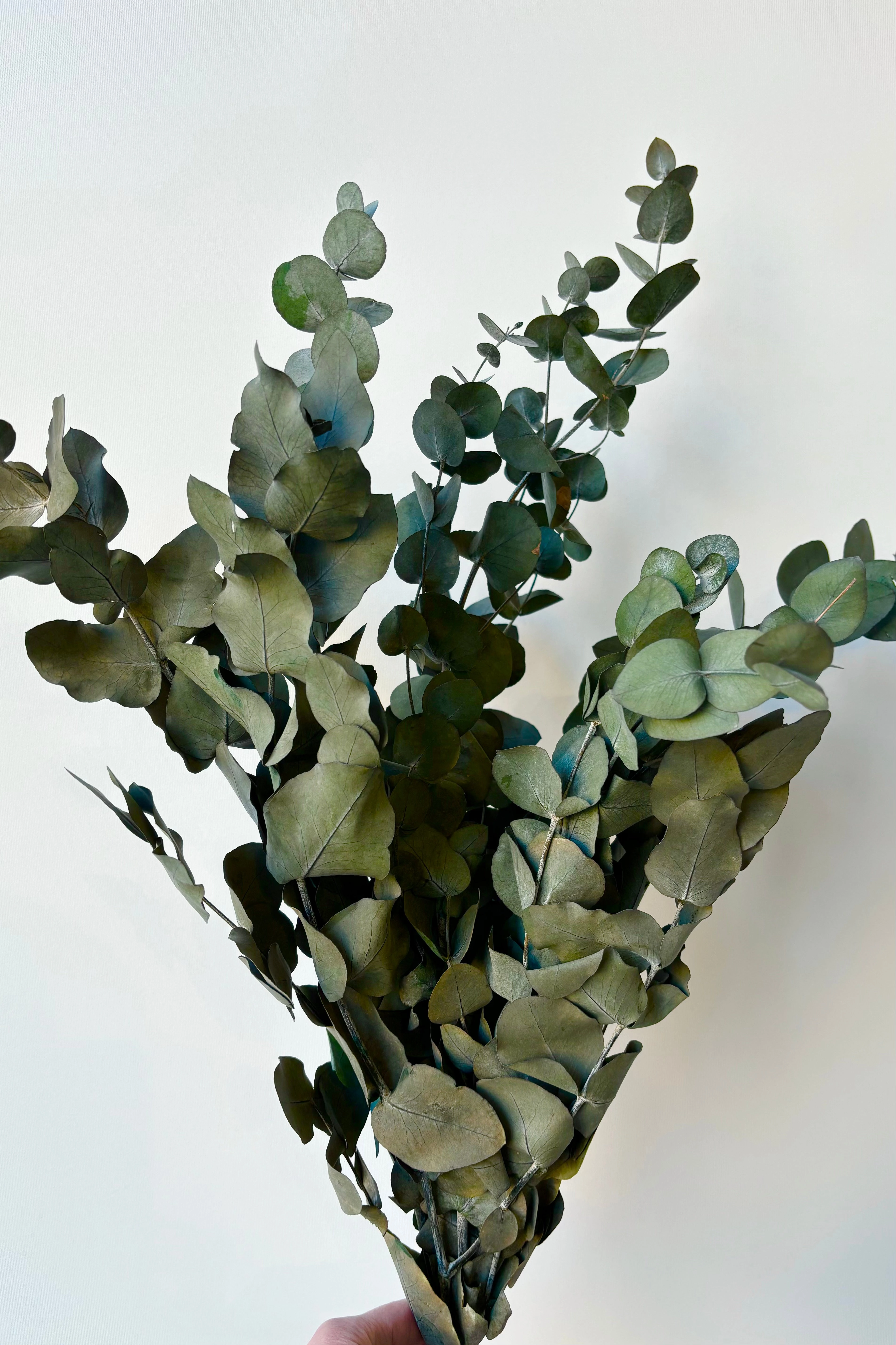Eucalyptus Spiral Blue Color Preserved Bunch