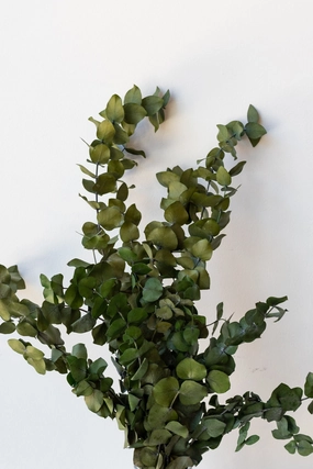 Eucalyptus Spiral Blue Color Preserved Bunch indoor houseplants  