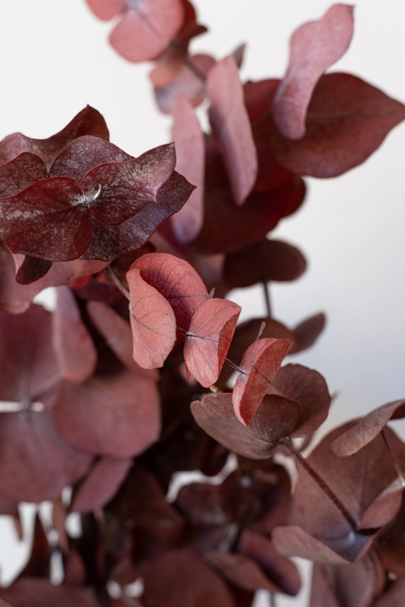 Eucalyptus Spiral Burgundy Color Preserved Bunch