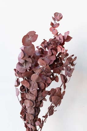 Eucalyptus Spiral Burgundy Color Preserved Bunch indoor houseplants  