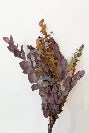 Eucalyptus Spiral Mocha Color Preserved Bunch indoor houseplants  