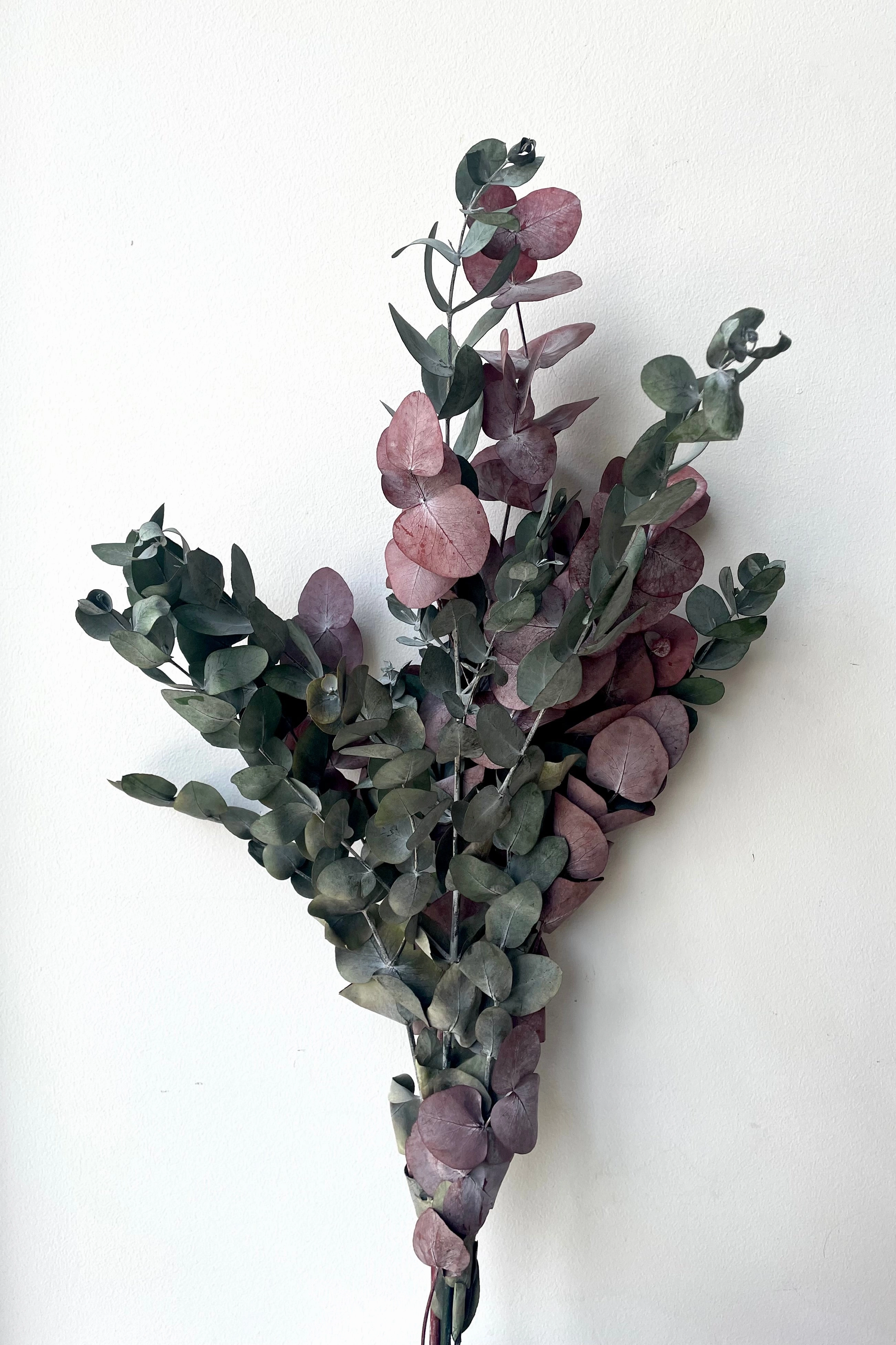 Eucalyptus Spiral Mocha Color Preserved Bunch