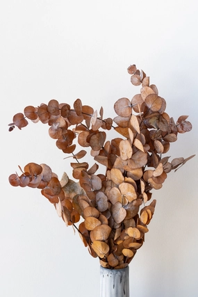 Eucalyptus Spiral Rust Color Preserved Bunch indoor houseplants  