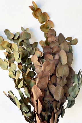 Eucalyptus Vintage Spiral Deep Rust Color Preserved Bunch indoor houseplants  