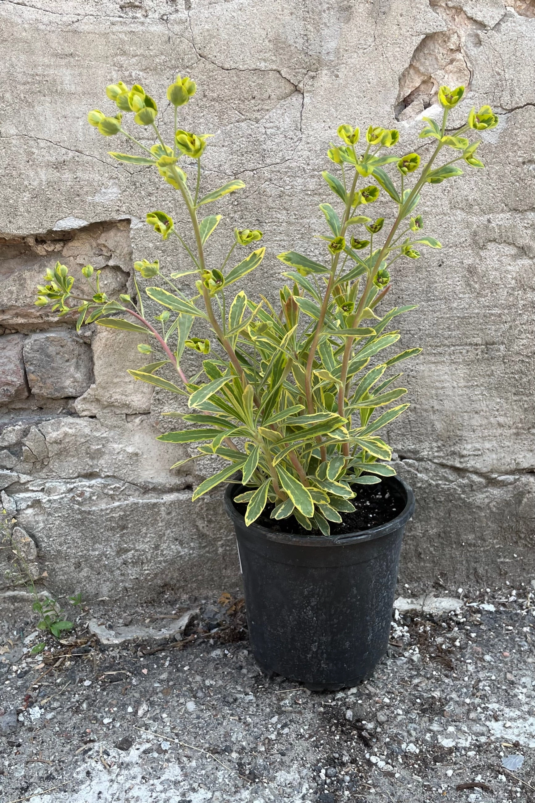 Euphorbia 'Ascot Rainbow' #1