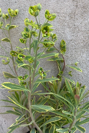 Euphorbia 'Ascot Rainbow' #1 decorative flowerpot  