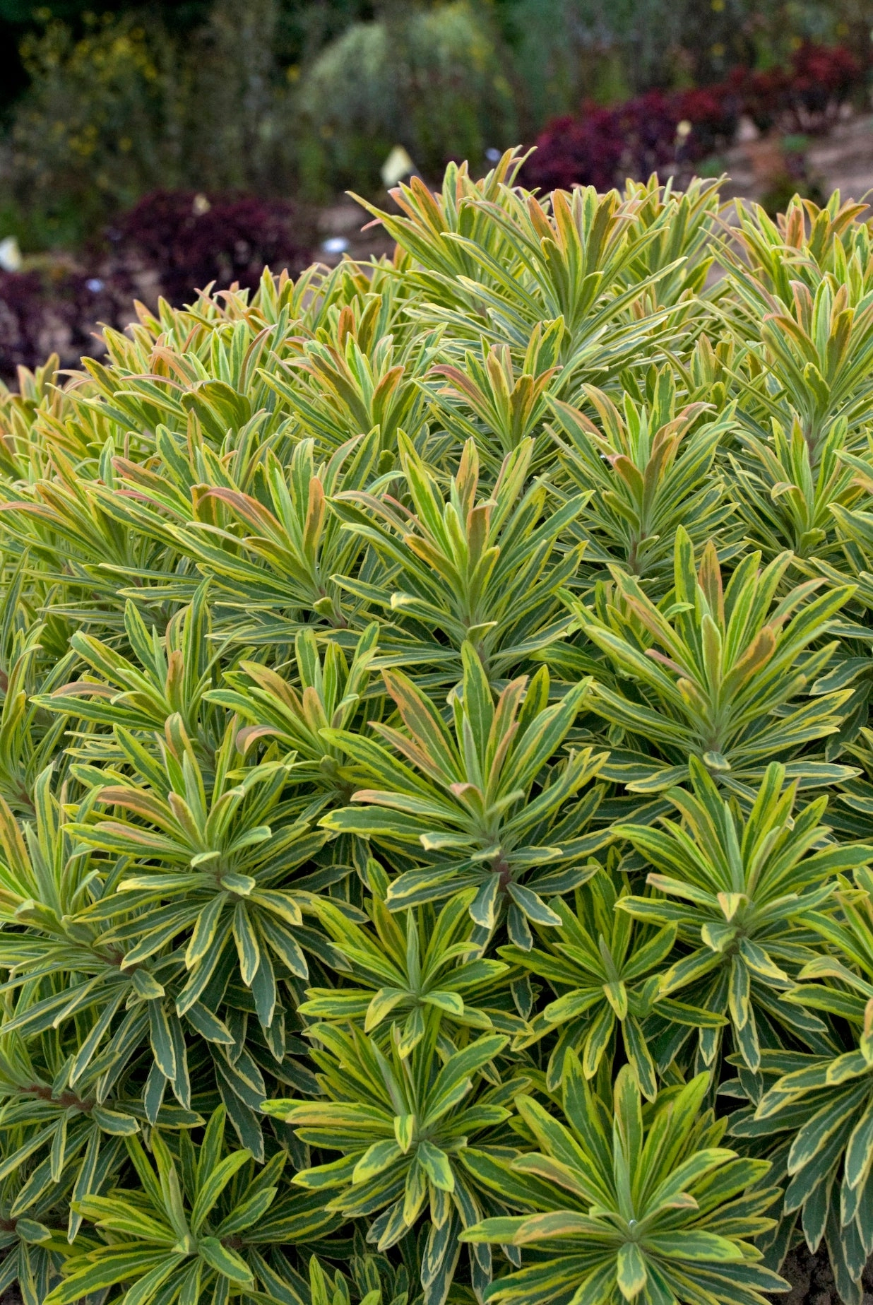 Euphorbia 'Ascot Rainbow' #1