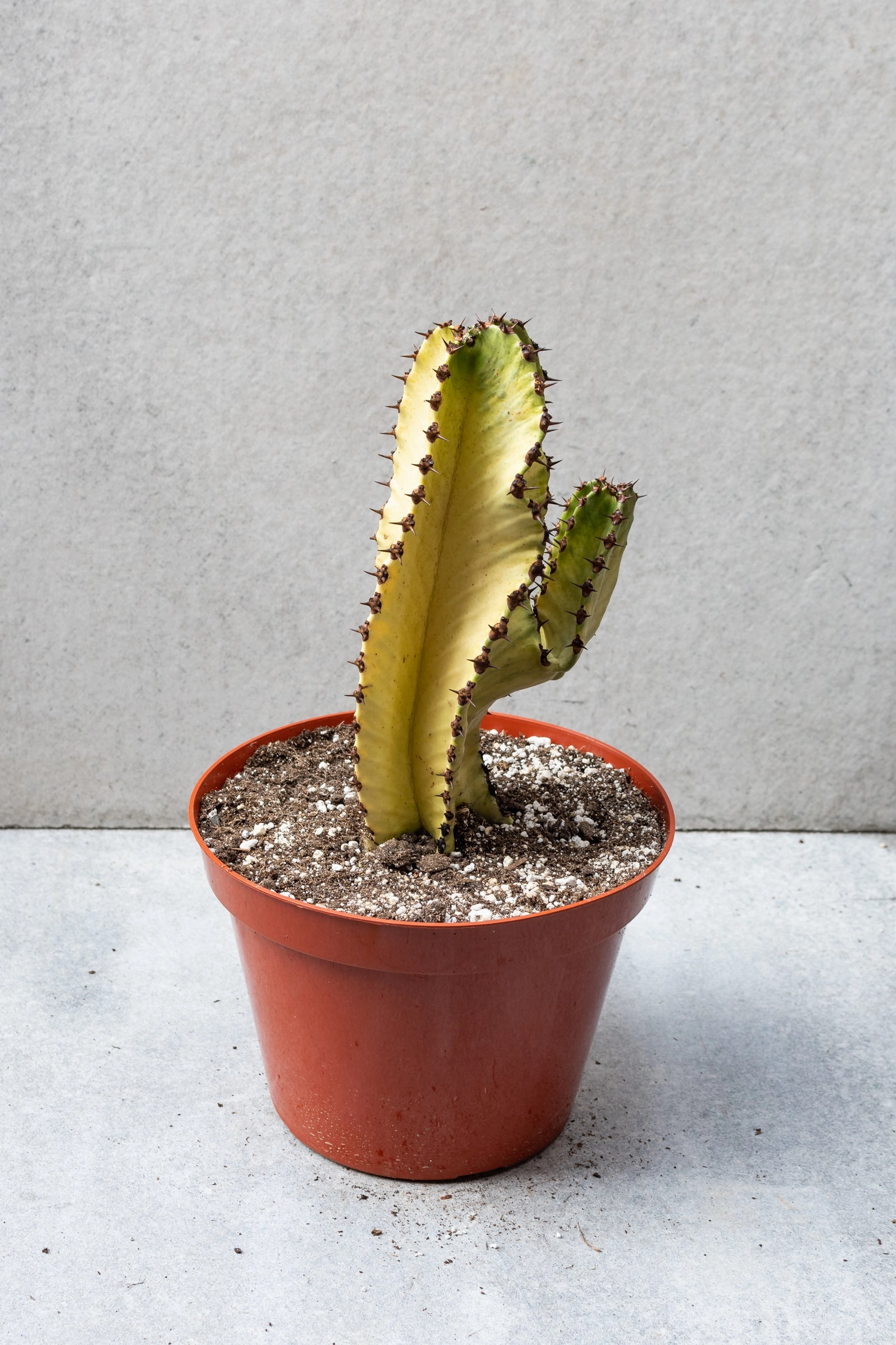Euphorbia ammak 'Variegata' 10"