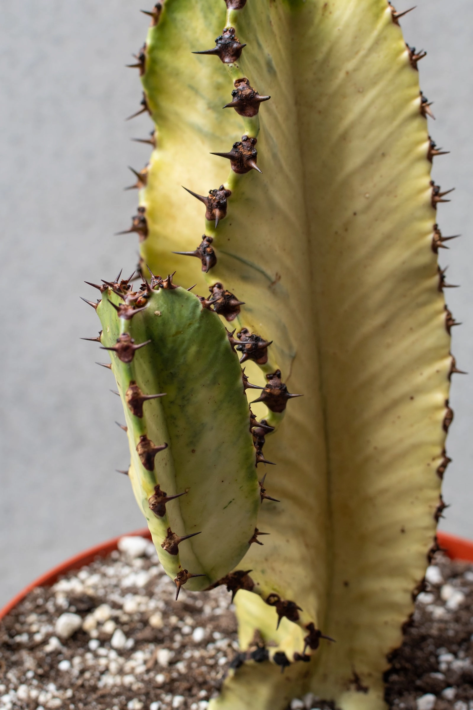 Euphorbia ammak 'Variegata' 10" medium flower pot  