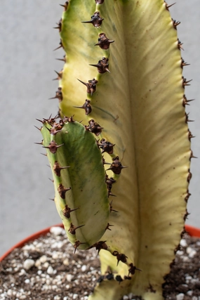 Euphorbia ammak 'Variegata' 10" medium flower pot  